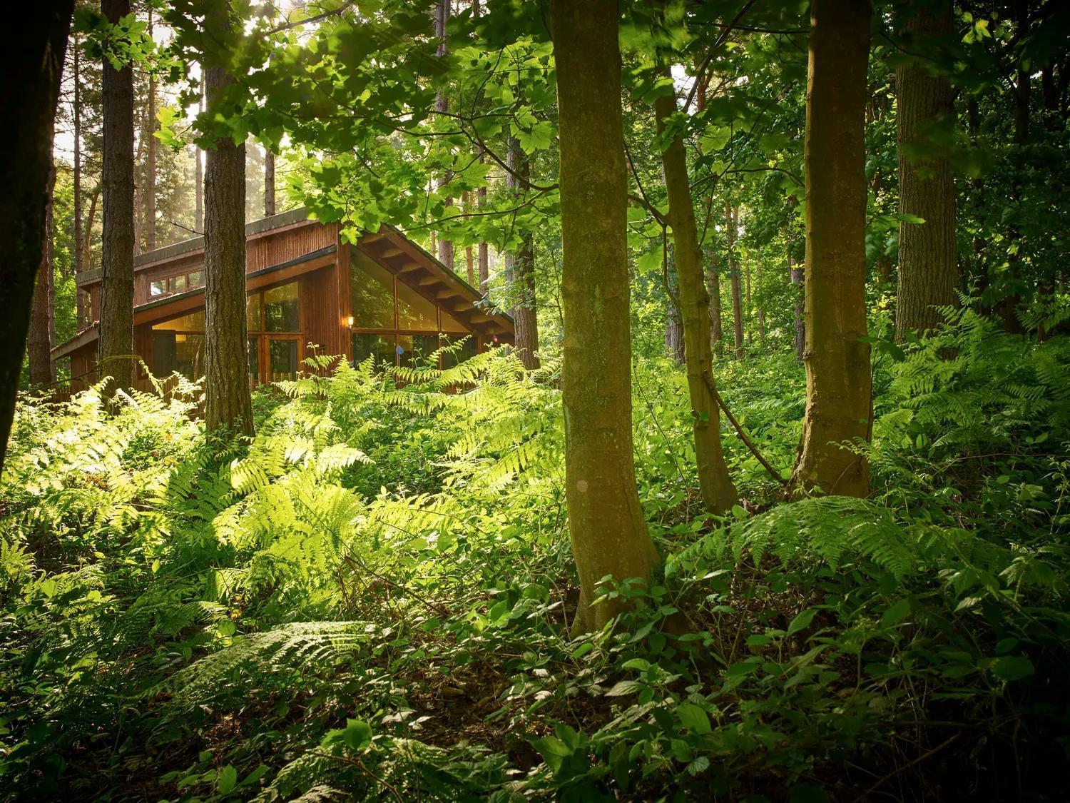 Blackwood Forest Cabins - Forest Holidays Popham Buitenkant foto